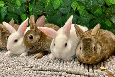 Mini Rex Bunnies - Purebred - Photo 3