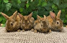 Mini Rex Bunnies - Purebred - Photo 4