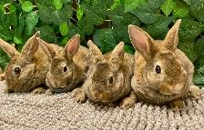 Mini Rex Bunnies - Purebred - Photo 5