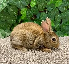 Mini Rex Bunnies - Purebred - Photo 6