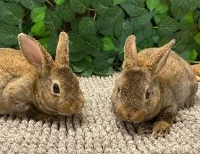 Mini Rex Bunnies - Purebred - Photo 7