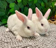 Mini Rex Bunnies - Purebred - Photo 8