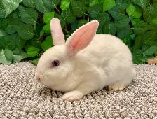 Mini Rex Bunnies - Purebred - Photo 9