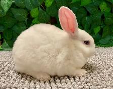 Mini Rex Bunnies - Purebred - Photo 10