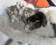 Himalayan & Persian Kittens/Chatons Himalayen-Persan - Photo 3