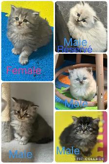 Himalayan & Persian Kittens/Chatons Himalayen-Persan - Photo 4