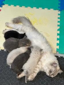 Himalayan & Persian Kittens/Chatons Himalayen-Persan - Photo 5