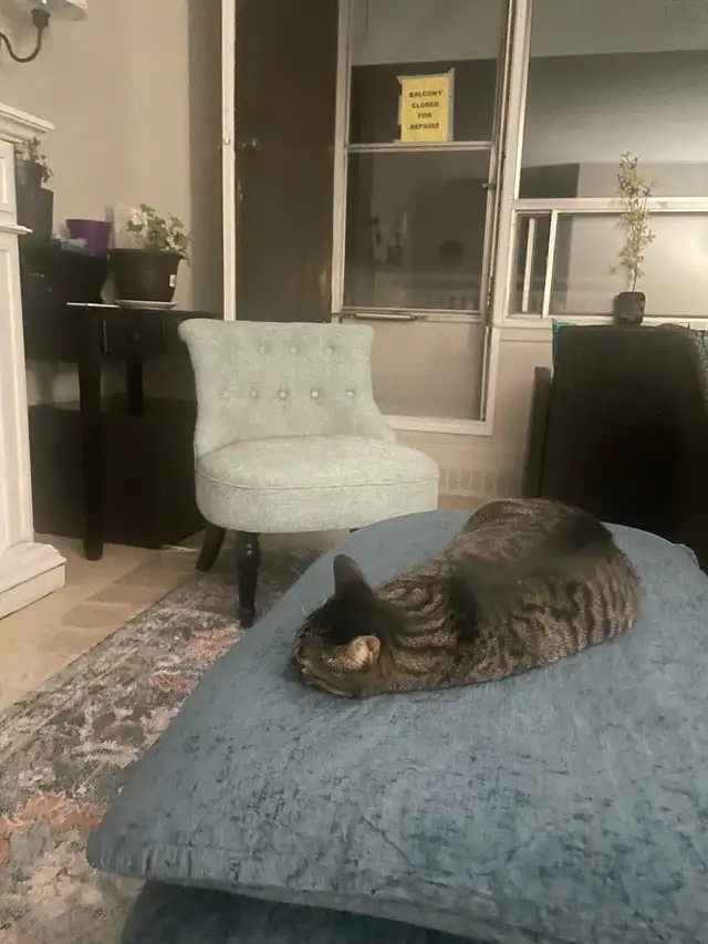 Cat Sitting