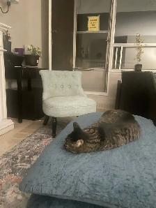 Cat Sitting