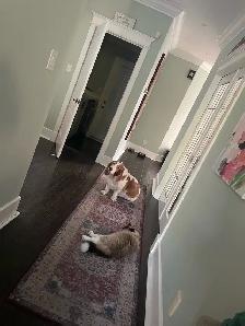 Cat Sitting - Photo 2