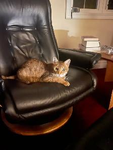 Cat Sitting - Photo 3