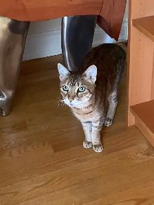 Cat Sitting - Photo 4