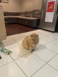 Cat Sitting - Photo 5