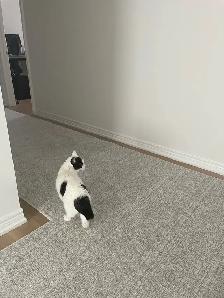 Cat Sitting - Photo 6