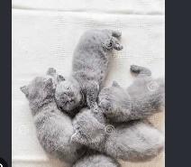 I have two all grey beautiful baby kittens - Photo 2