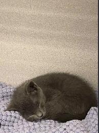 I have two all grey beautiful baby kittens - Photo 3