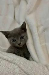 I have two all grey beautiful baby kittens - Photo 5