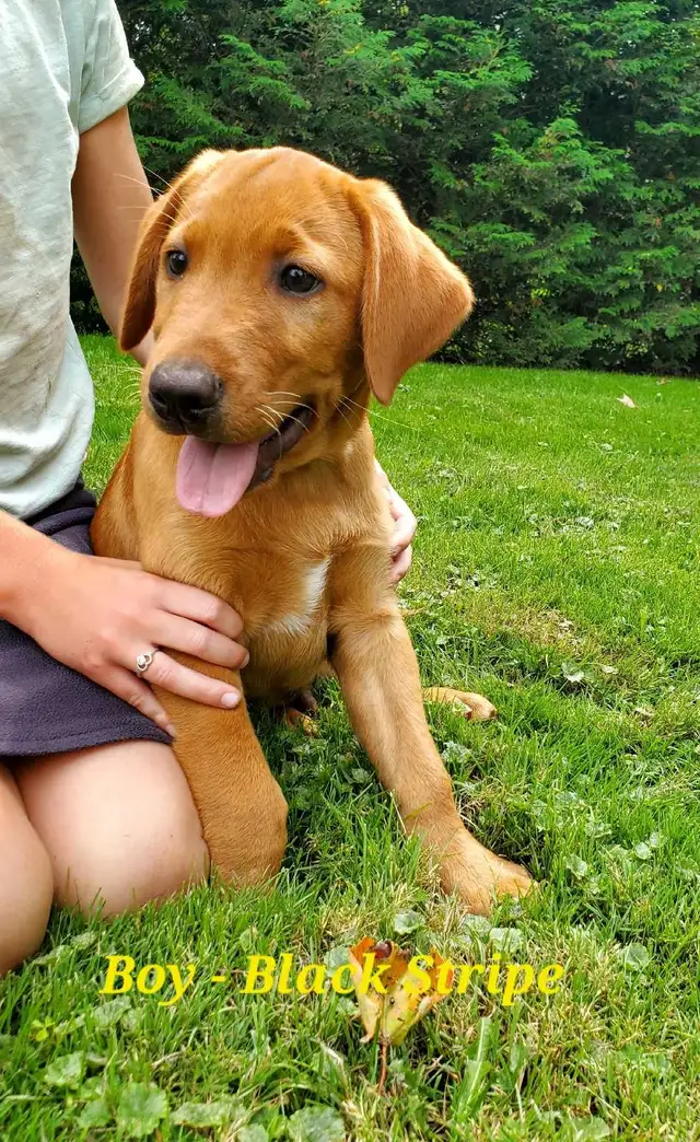 Beautiful Fox Red Lab Puppies