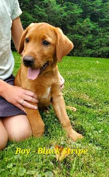 Beautiful Fox Red Lab Puppies