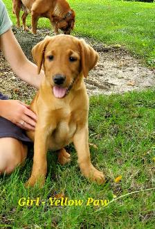 Beautiful Fox Red Lab Puppies - Photo 2