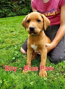 Beautiful Fox Red Lab Puppies - Photo 3
