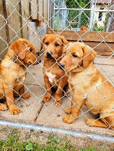 Beautiful Fox Red Lab Puppies - Photo 4