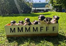 5 chiots border collie (male et femelle)