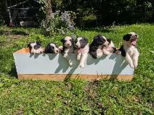 5 chiots border collie (male et femelle) - Photo 2