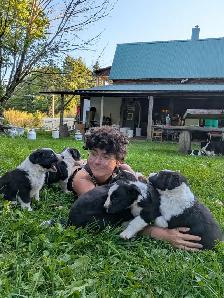 5 chiots border collie (male et femelle) - Photo 3