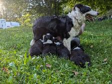 5 chiots border collie (male et femelle) - Photo 4