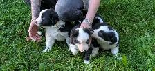 5 chiots border collie (male et femelle) - Photo 5