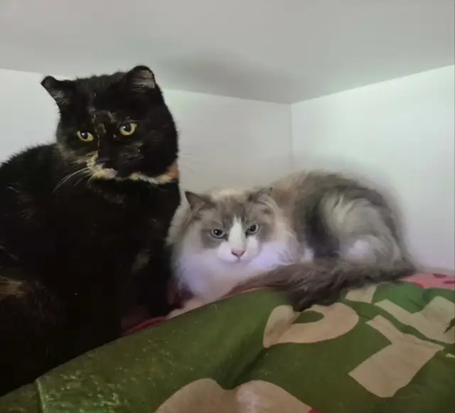 Two Beautiful Kitties
