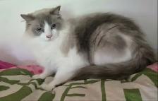 Two Beautiful Kitties - Photo 2
