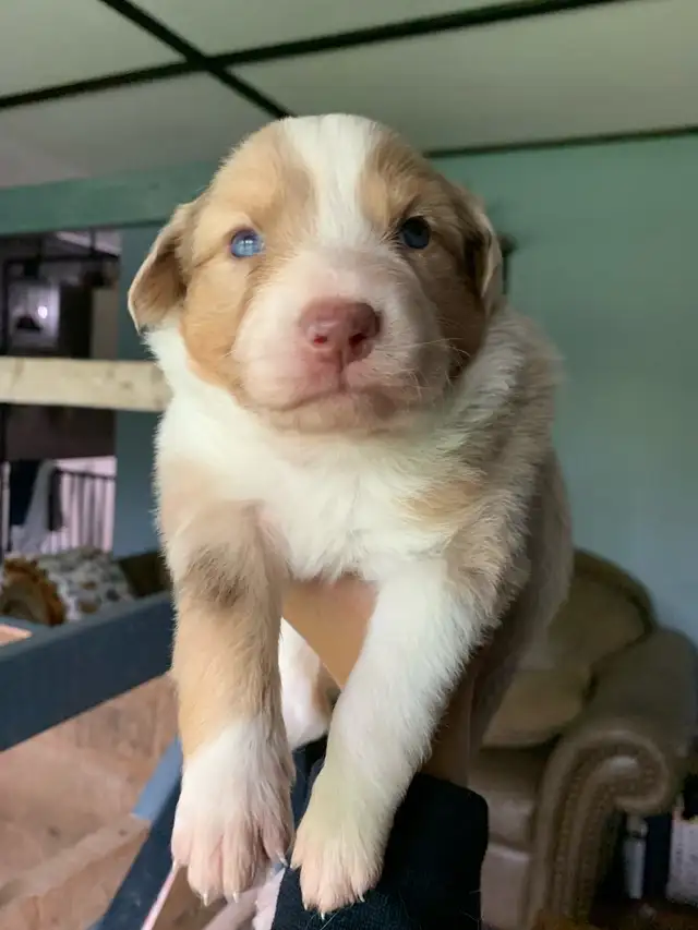 Australian Shepherd Puppies