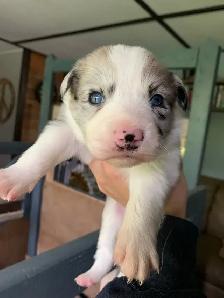 Australian Shepherd Puppies - Photo 2