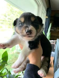 Australian Shepherd Puppies - Photo 3