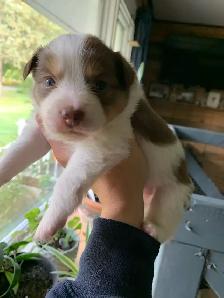 Australian Shepherd Puppies - Photo 4