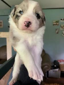 Australian Shepherd Puppies - Photo 5