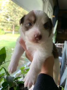Australian Shepherd Puppies - Photo 6