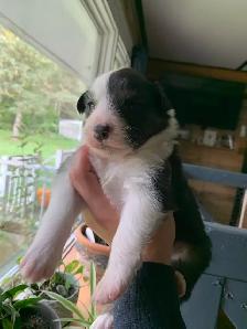 Australian Shepherd Puppies - Photo 7