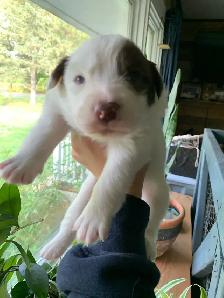 Australian Shepherd Puppies - Photo 8