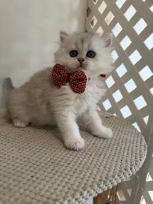 Scottish fold/stright kittens for sale - Photo 3