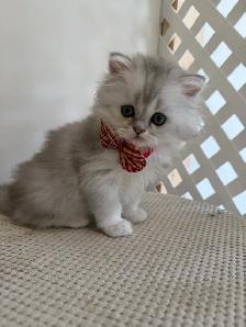 Scottish fold/stright kittens for sale - Photo 5