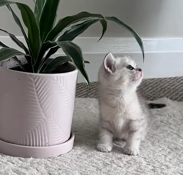 Scottish fold and straight kitten