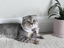 Scottish fold and straight kitten - Photo 8