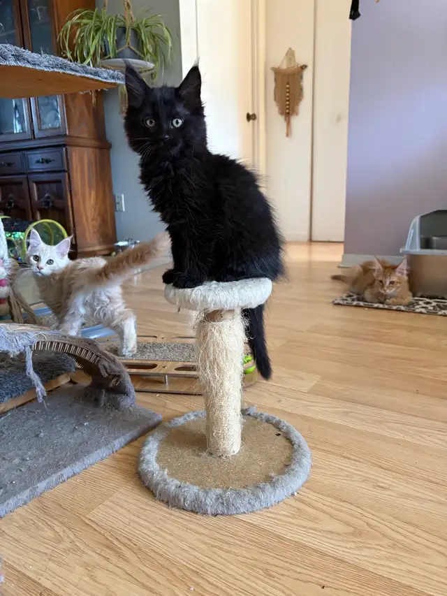 Maine Coon croisé Persan