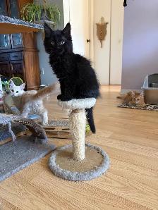 Maine Coon croisé Persan