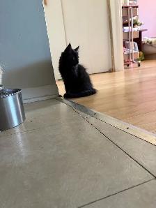 Maine Coon croisé Persan - Photo 2