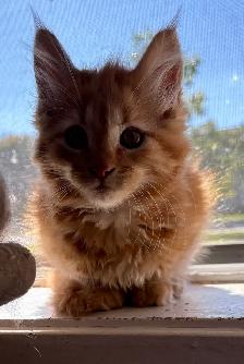 Maine Coon croisé Persan - Photo 4