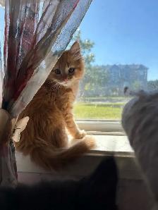 Maine Coon croisé Persan - Photo 5